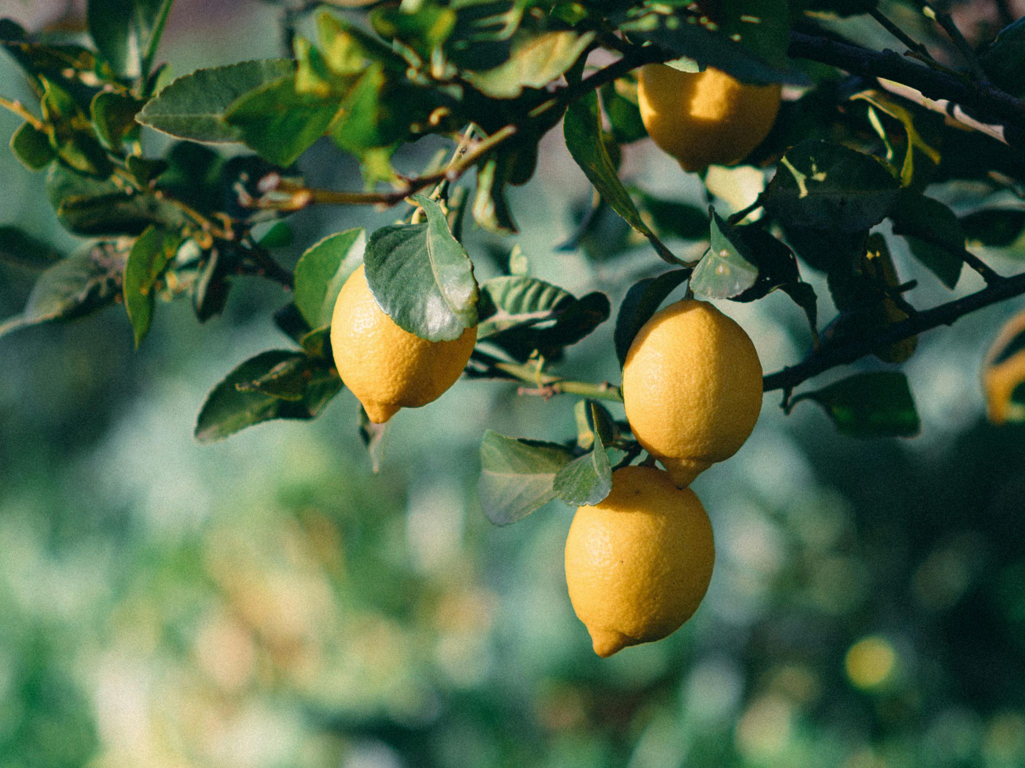 The Power Of Lemon
